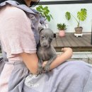 오독안심분양센터 강아지분양 고양이분양 인천점 이미지