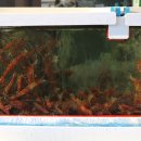 홍게랑 대게랑 이미지