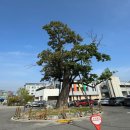 춘천여자고등학교 이미지