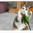 아이조아요양보호소 안양점 이미지