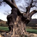 남해-276 Daum카페