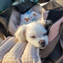 세상 편하개 | 펫츠랜드컴포어백 강아지이동가방 5kg 강아지 사용후기