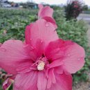 무궁화집 이미지