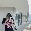 빌라누트 이미지