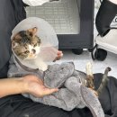 고양이 미용실 냥냥박사 이미지