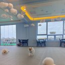 헤이퍼피 이미지