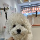 이쁘개왈왈 이미지