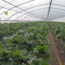 논실농장 | 부리면 딸기농장(산지직송!!)대전근교 금산무주 적벽강 국내겨울제트스파펜션 논실