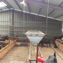 영암흑염소 이미지