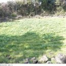 오조리-1 이미지