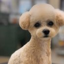 아꼬아 펫 살롱 이미지