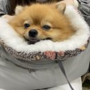 돈암코오롱하늘채(아)경로당 | 강아지 슬개골 탈구수술후기 1편(1-2주차 진료) (Feat. 원러브동물의료센터, 원러브동물병원)