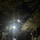 봉무공원 주차장 | 대구 산책하기 좋은 봉무공원 단산지 야간 방문 후기