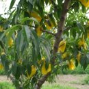 일신농장 이미지