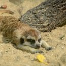 동물원 가는 길 이미지