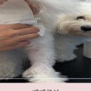 동편동물혈액검진센터 이미지