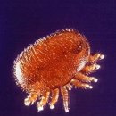 꿀벌박사 이미지