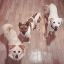 울루라떼 이미지