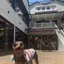 동영식육식당 | 광안리애견동반고기식당 "미식육" ~ 광안리 루프탑 애견동반가능 핫플 ~ 솥뚜껑으로 고기를 지글지글...