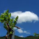 하늘을 날다 이미지