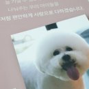 늘, 고운펫 이미지