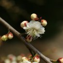 진경산수
