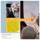 댕댕카 | 인천 펫택시 댕댕카 후기