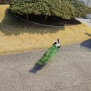 삼성골프클럽 | 공작새와 함께하는 삼성의 명품 용인 퍼블릭 골프장 글렌로스 cc 후기