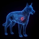 이:은동물병원 이미지