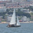 Team Shark 이미지