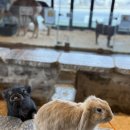 냥이를 사랑하는 멍멍이 | [아기랑놀러갈곳]애니멀클럽 수지점 후기!(던스 파딸 플레이수트 86 후기)