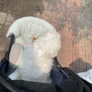 왕지아파트 옆 | [순천] 조례 왕지에도 생겼다:) 스타벅스 순천왕지DT점 후기