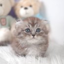 이티농장 | 장성특수묘분양 무엇보다 신뢰할 수 있었던 이유