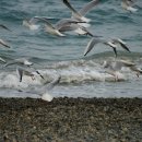 어연초등학교 이미지