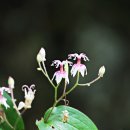 광산사 Daum카페