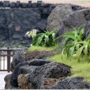 문주란 자생지 이미지