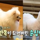 순심이 애견미용 이미지