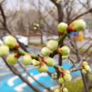 나무의꿈 이미지