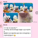 펫트리멍 이미지