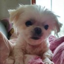 더 예쁘개 이미지