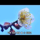 2026년 매화 곷을 찾으며ㅡ 진공묘유라 했나? 이미지