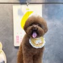 베베숑 이미지