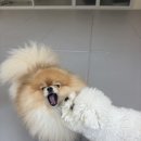 퍼피파파 이미지