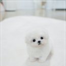 알로하 동물병원 | 서초비숑프리제분양 포근함을 품은 하얀 구름