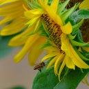 Jul서시오1950 이미지