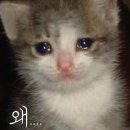 단또