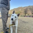 개뭉치 반려견 훈련센터 | 강아지 행동교정, 부산 김해 K9 애견훈련소를 선택한 이유? 문제행동으로 고민하던 보호자님의 리얼 후기