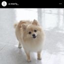 어니얼리 이미지