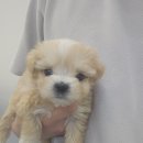 댕댕프렌즈 | 평생가족 강아지 분양 고민 끝! 부천 댕댕프렌즈 방문후기🐶