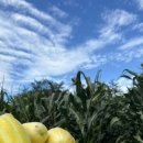 새소리민박 이미지